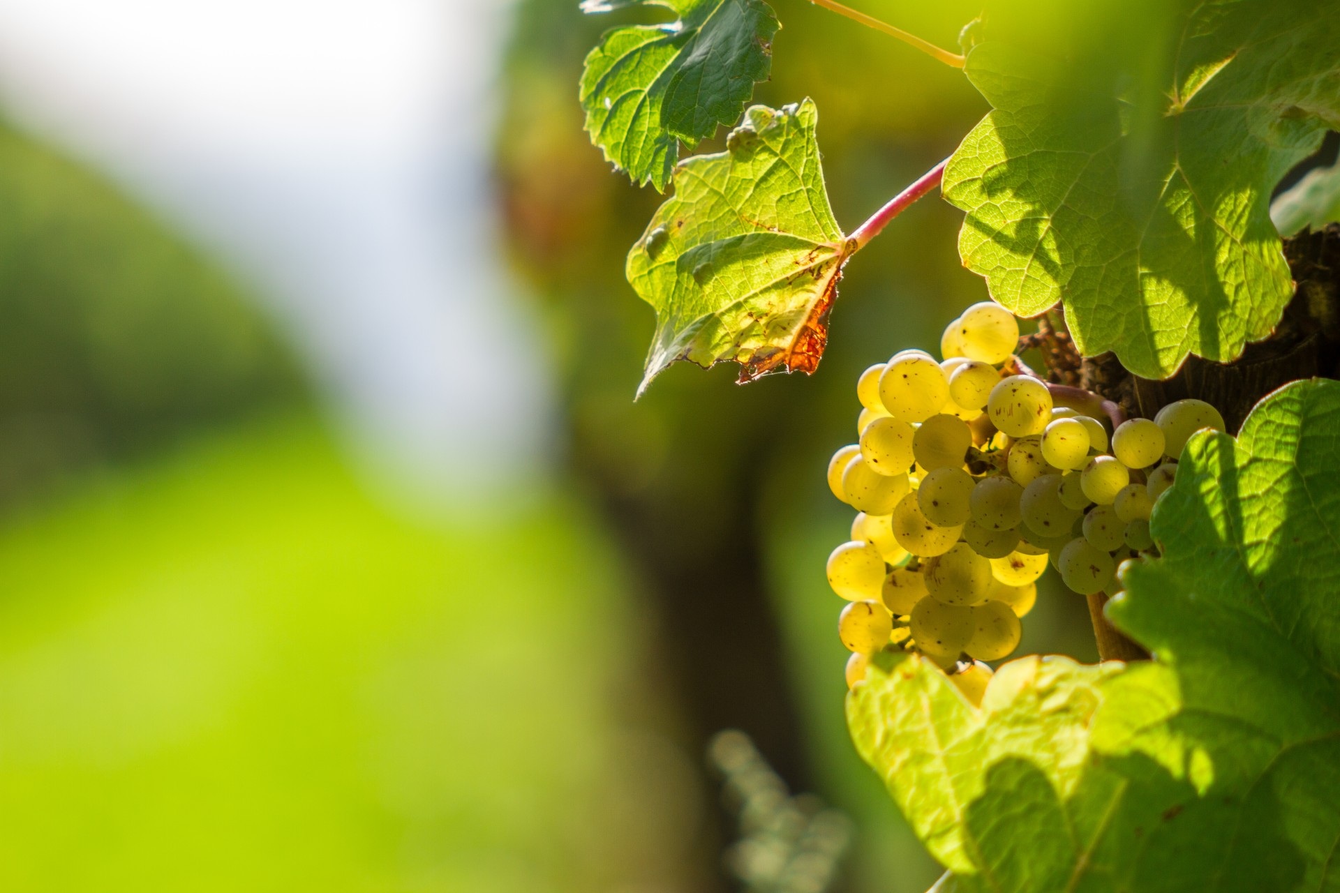 Azienda Scartazza - Malvasia Candia